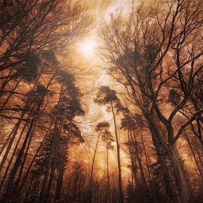 凤凰彩票下载手机版